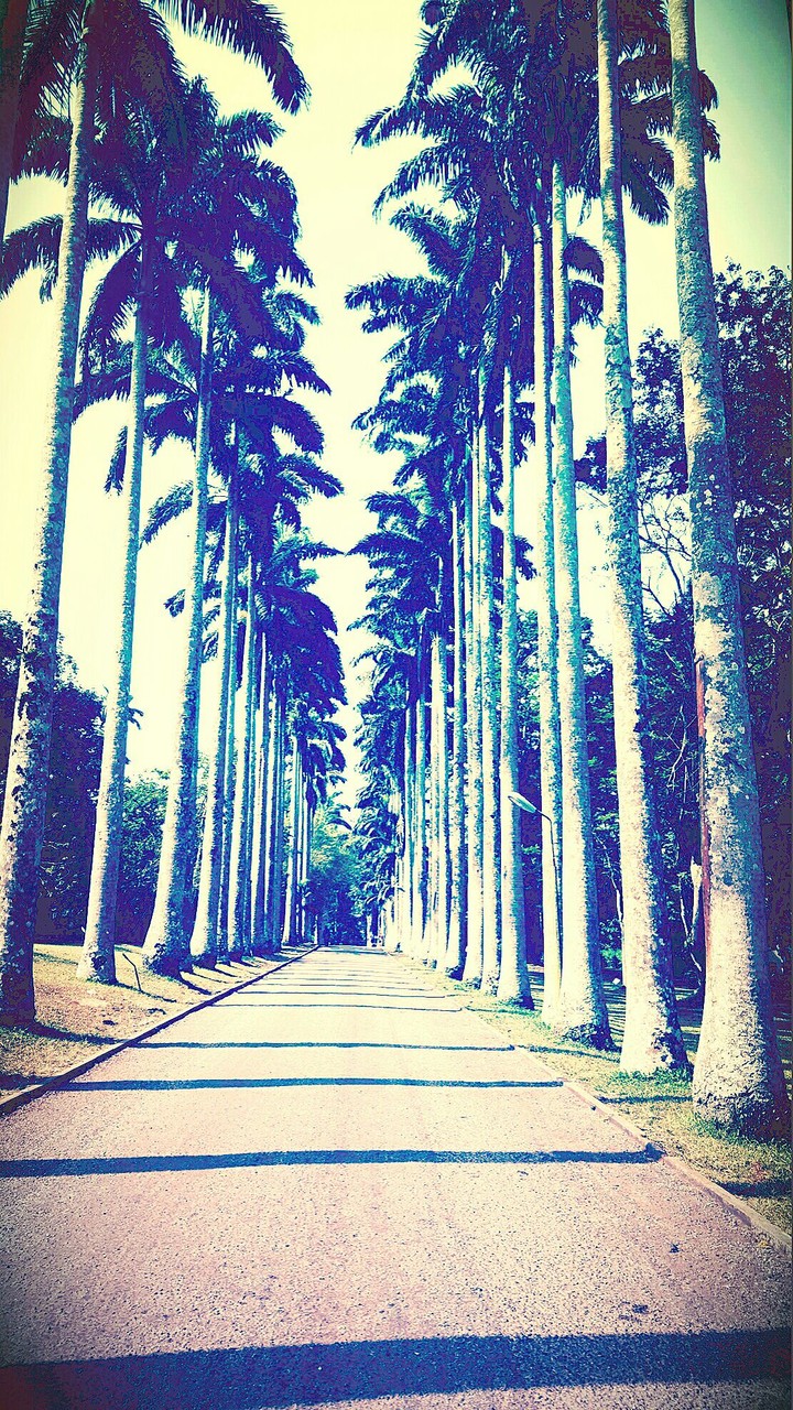 palmtrees