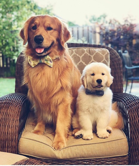 dogs