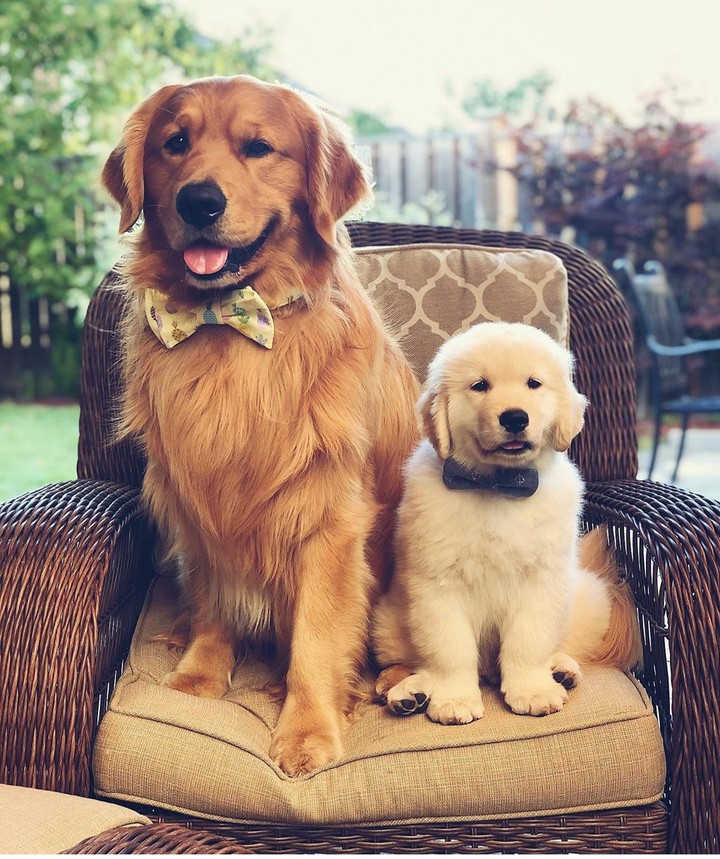 dogs