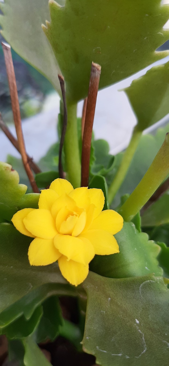 yellow