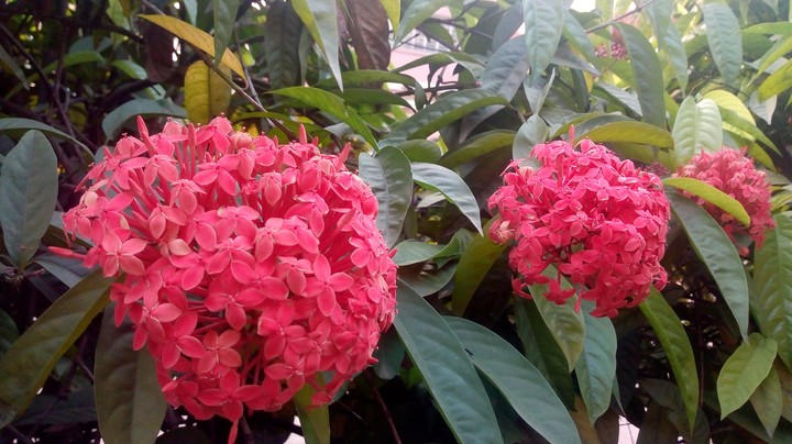 flower