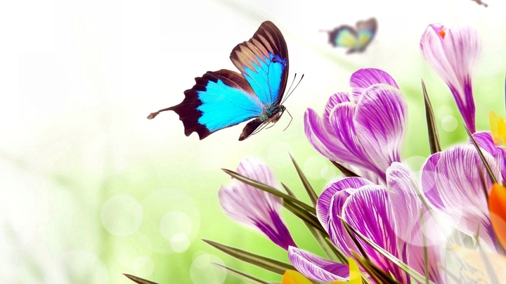 butterfly