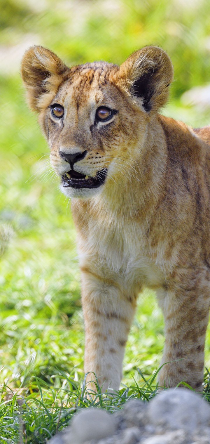 cub