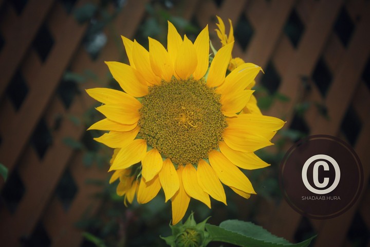 sunflower