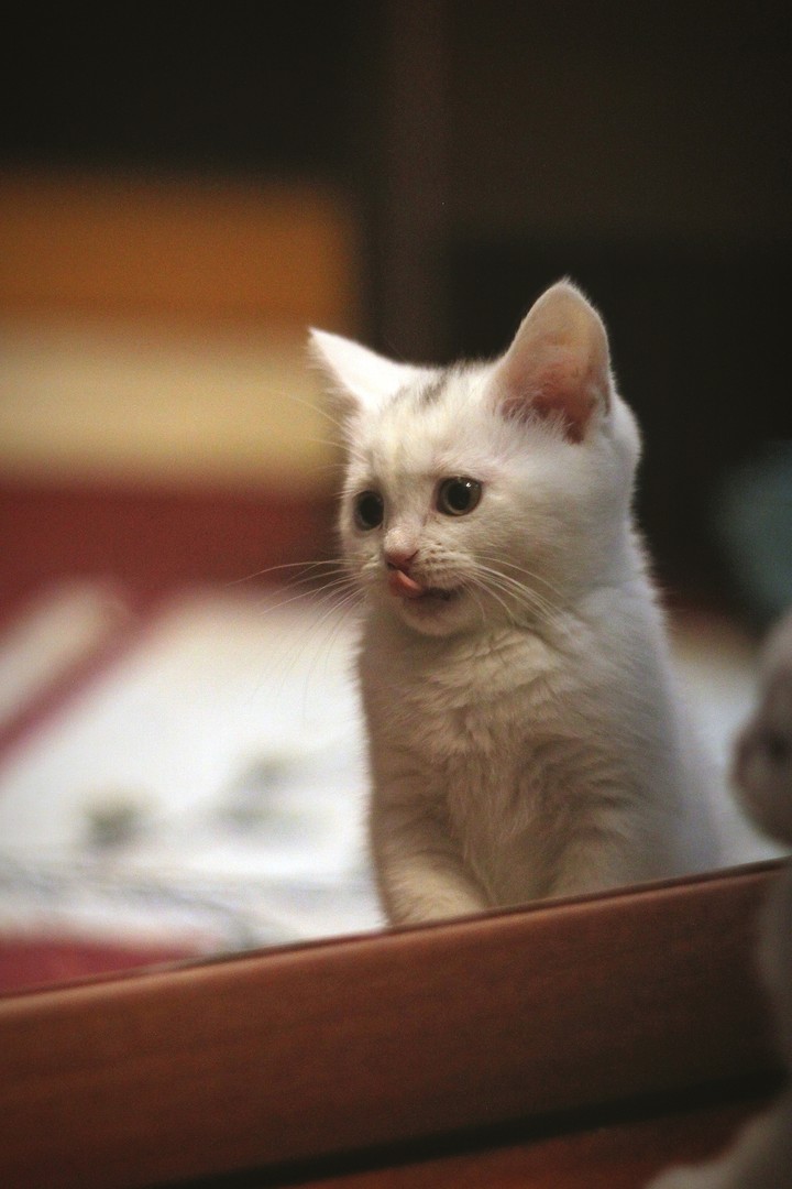 Kitty