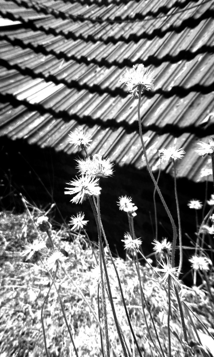 Black and white