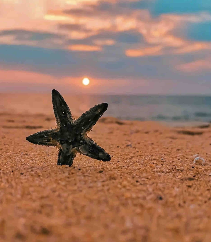 star fish