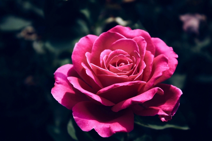 pink flower