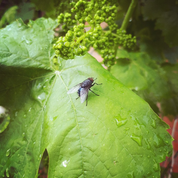 Fly