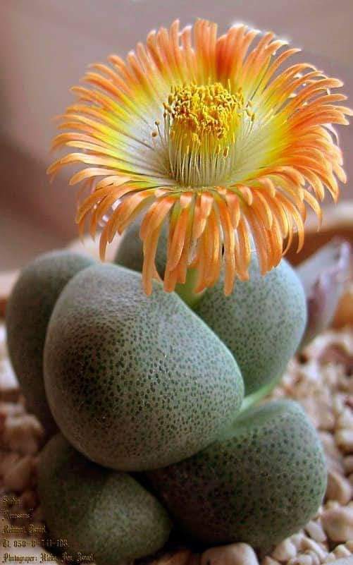 nice flower