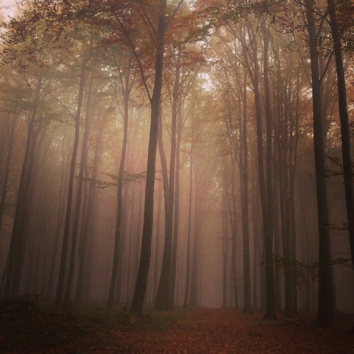 Deep into a forest