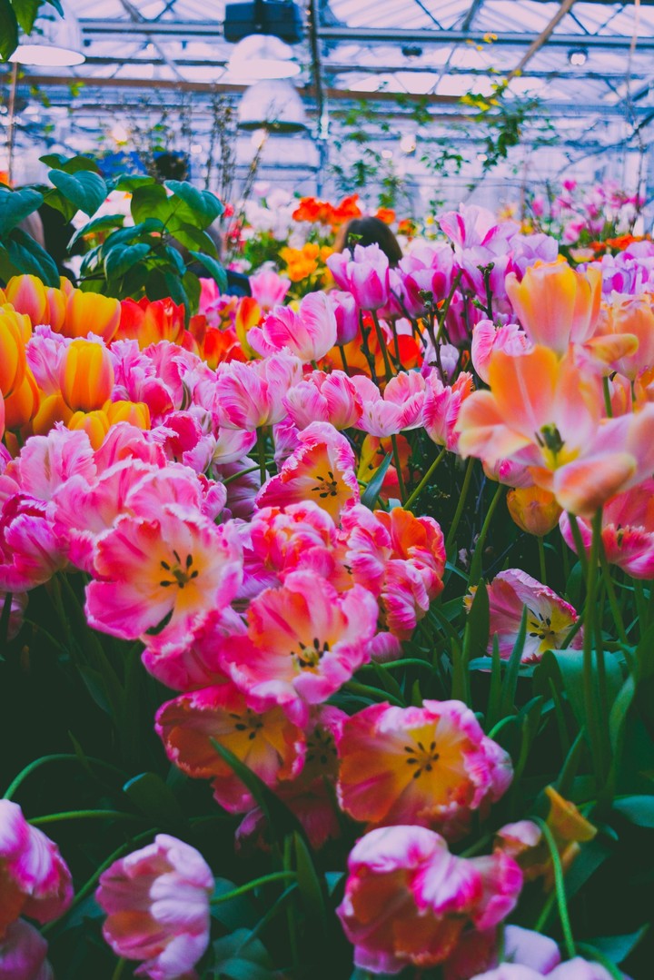 tulip
