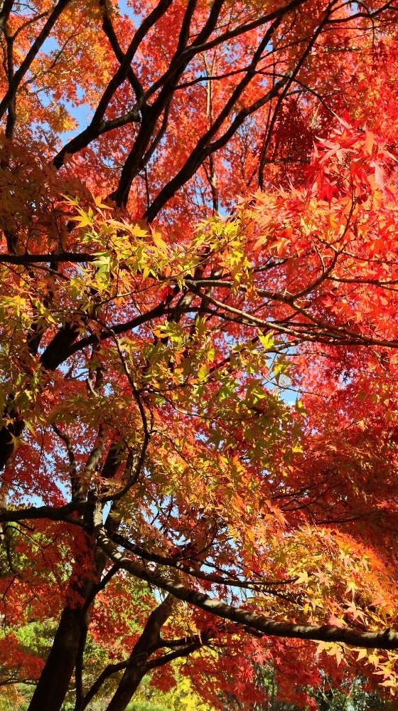 Fall time tree!!