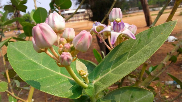 Flower