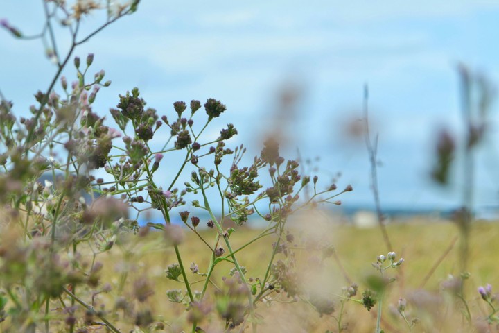 Wind of sea