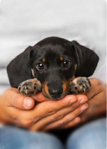 perro cute