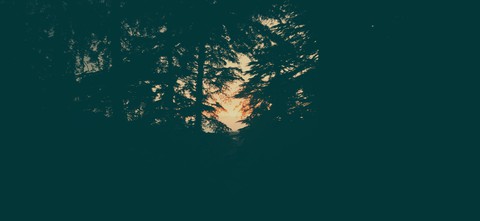 THE RAY OF HOPE INTO THE WOODS