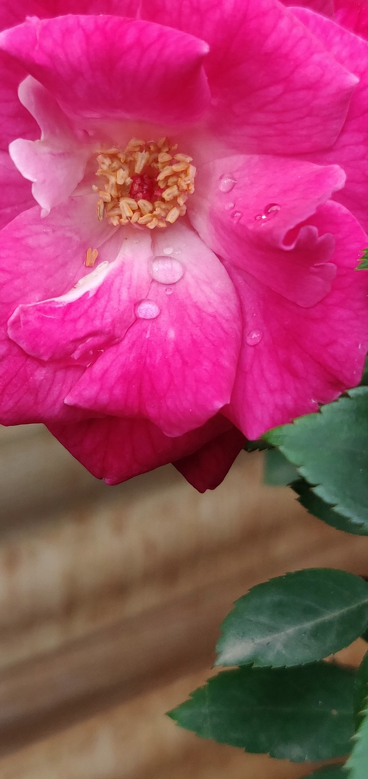 flower with droplets