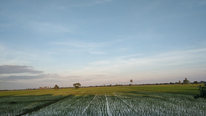 Shadow Greenery