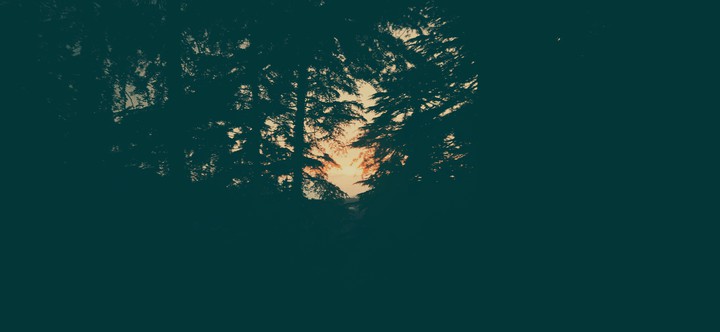 THE RAY OF HOPE INTO THE WOODS