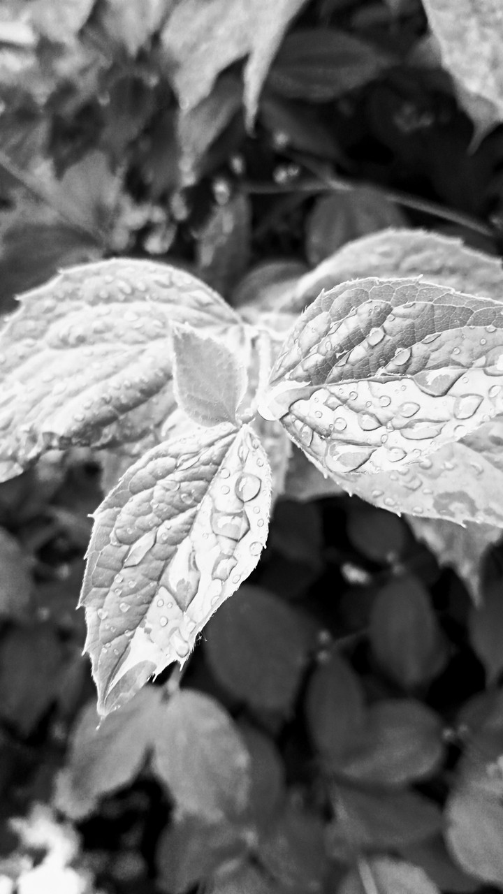 white&black leaf ?