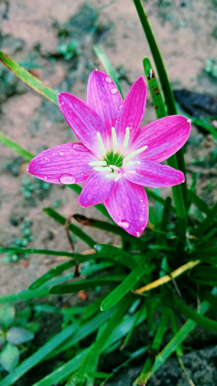 flower