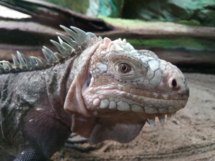 animal