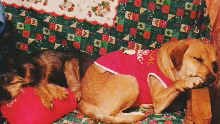 Nuestras amadas perritas