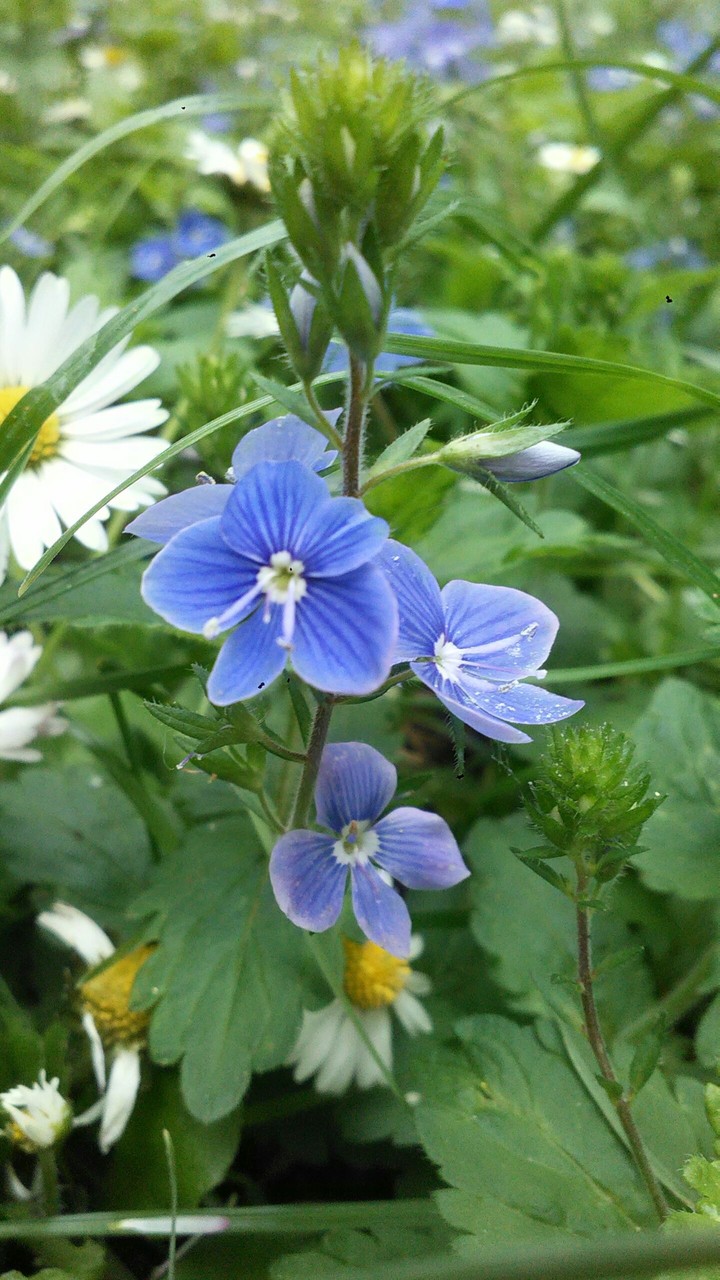 Just flower