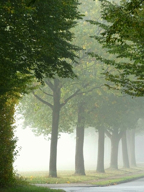 autumn fog