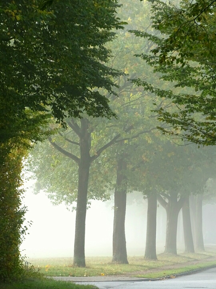 autumn fog