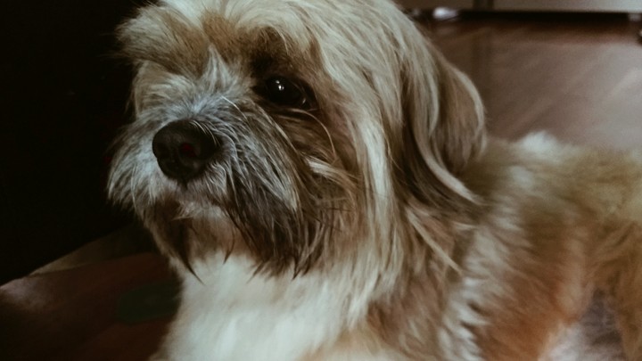 pup