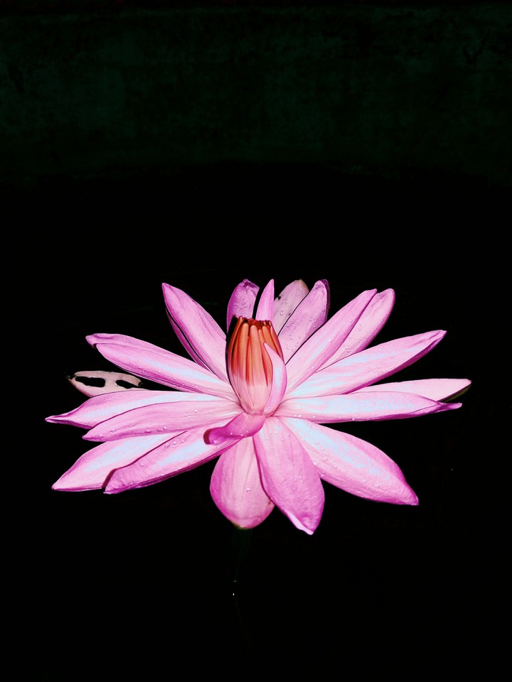Water Lily
