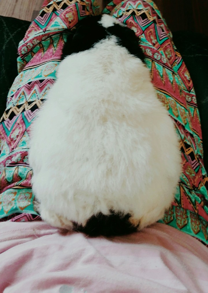 my sleepy guinea pig