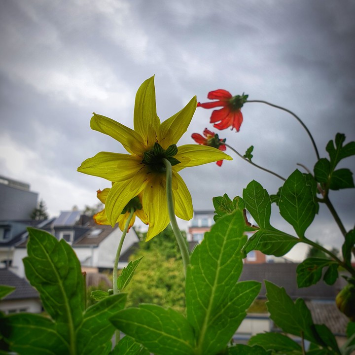 Blumen auf Balkonien