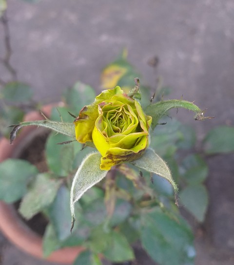 rose