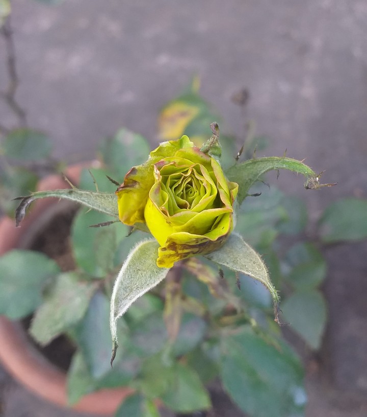rose