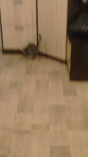 это мой кот