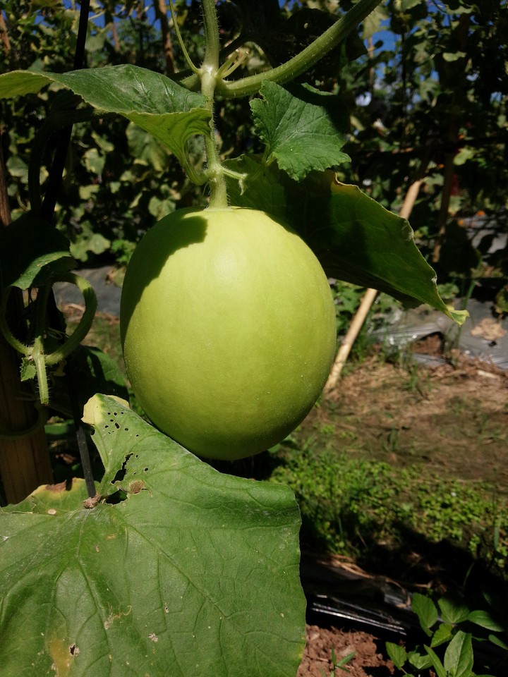 melon