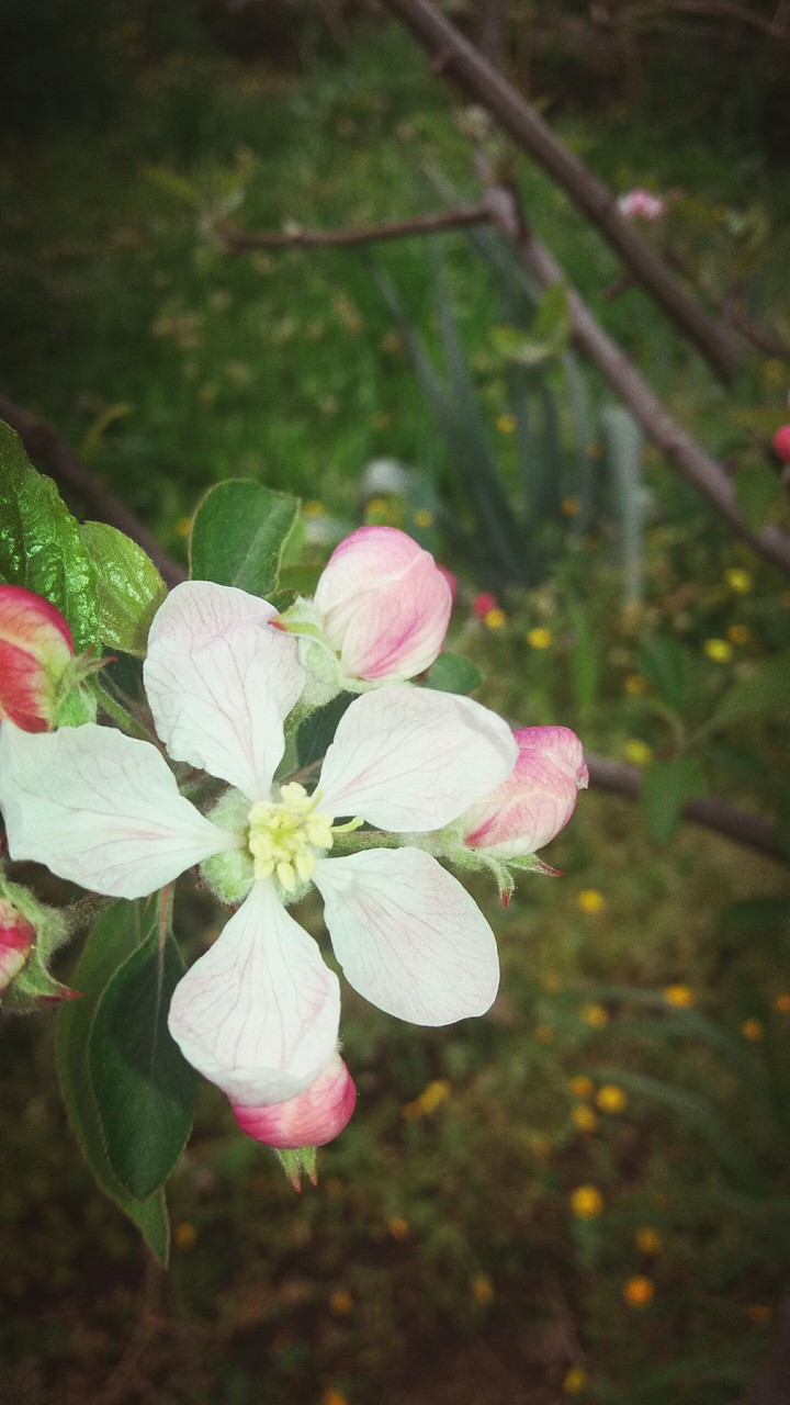 Spring Flower