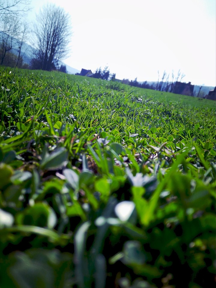 Grass