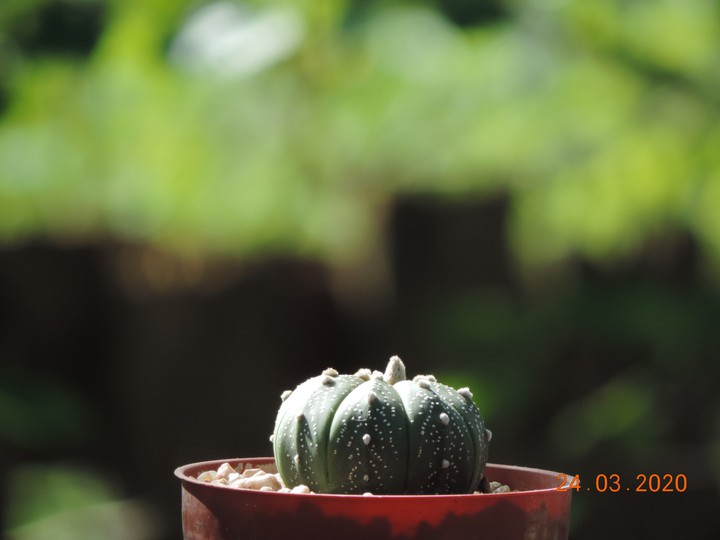 Cactus