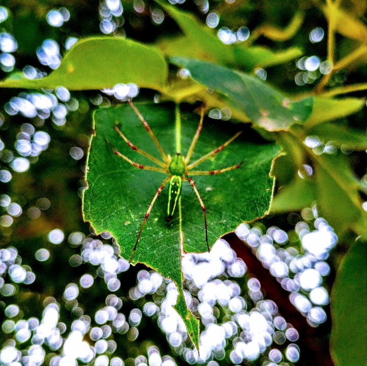 green spider