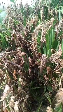 tidi