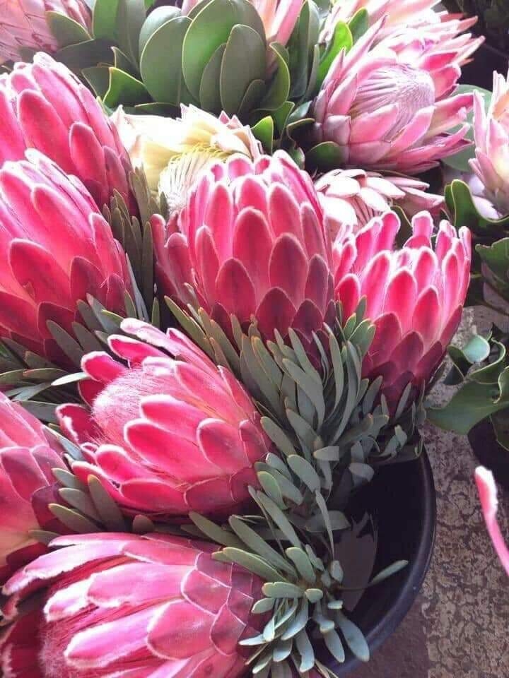 lirios