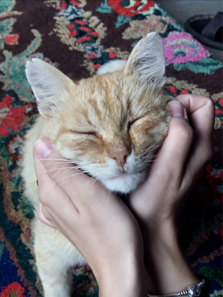 Siberian lovely cat