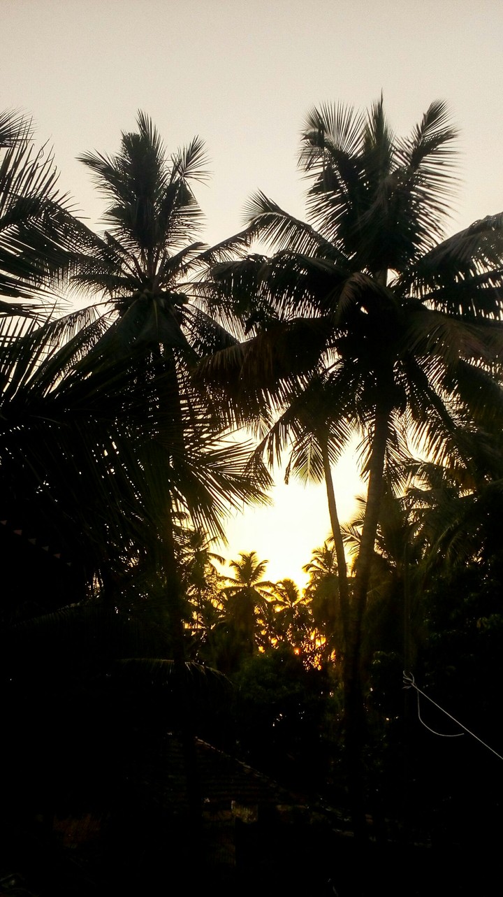 coconut trees