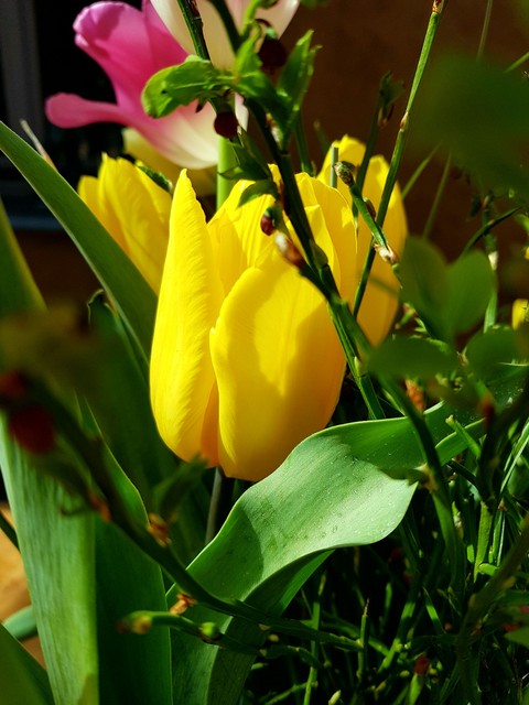 tulipe