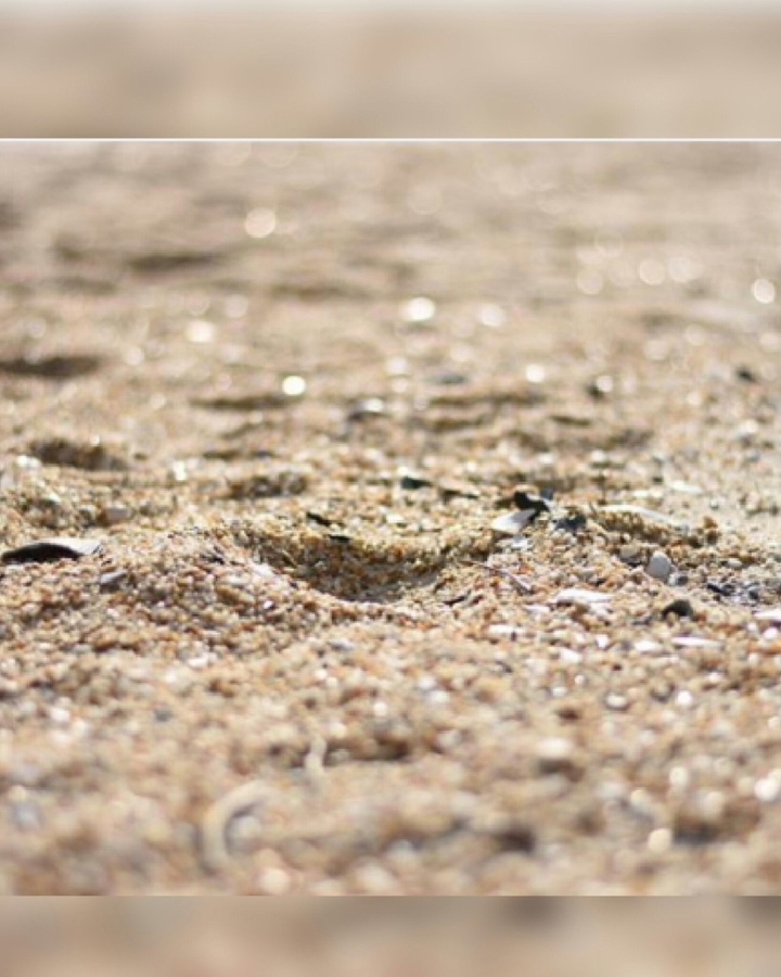 sand shell