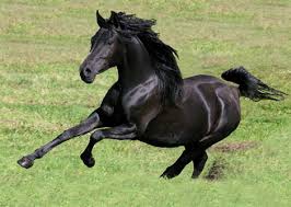 horse